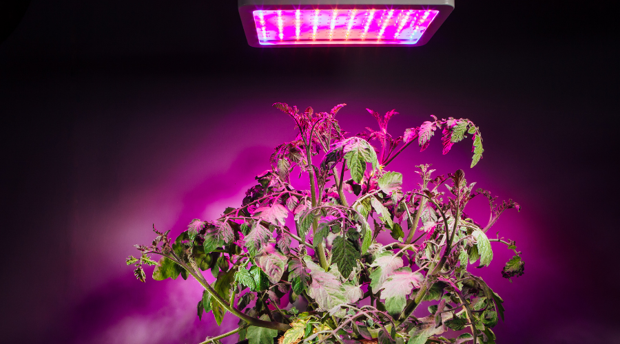 ripe tomato plant under LED grow light