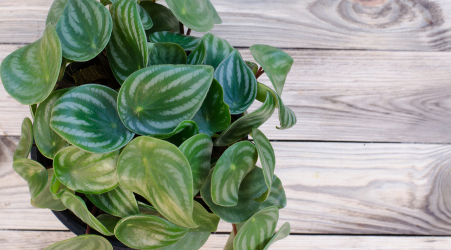 Peperomia on wooden background