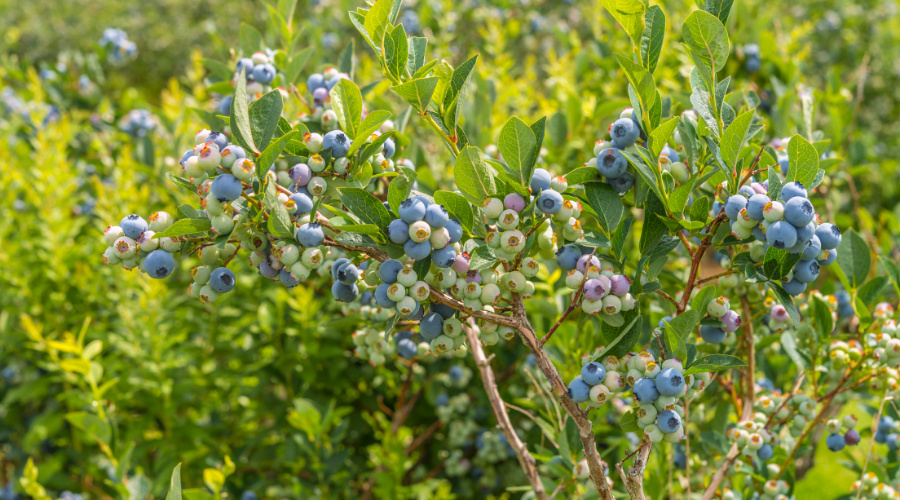Blueberry Bush