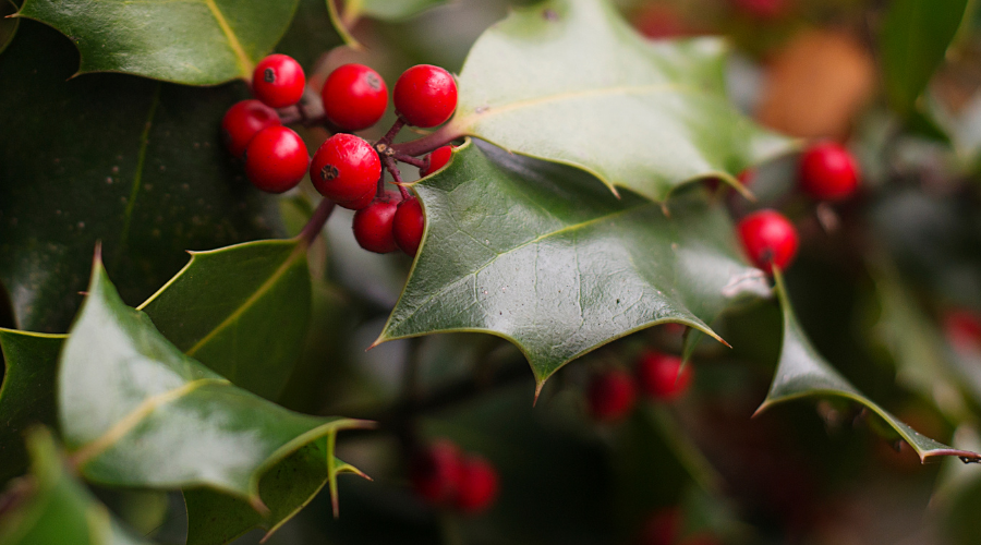 Holly Plant