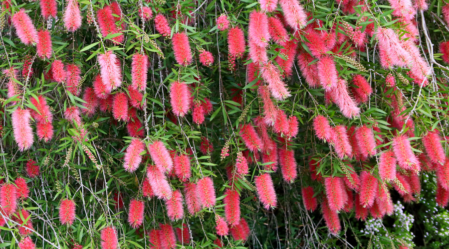 Pink flowering Bottlebrush shrub