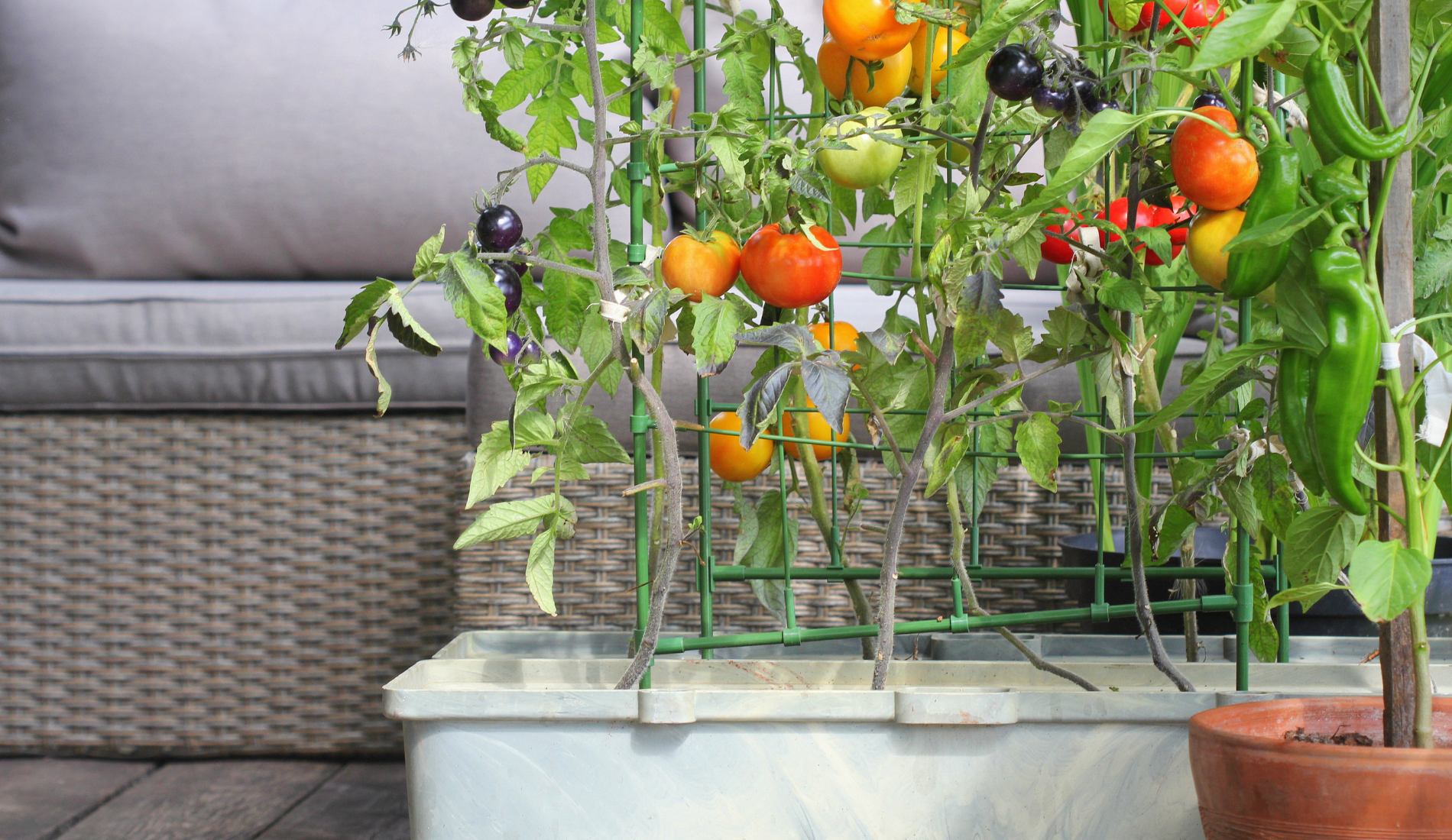 diy tomato planter