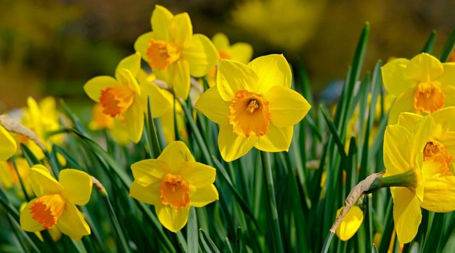 20 Of The Best Early Spring Flowers You Need To Plant