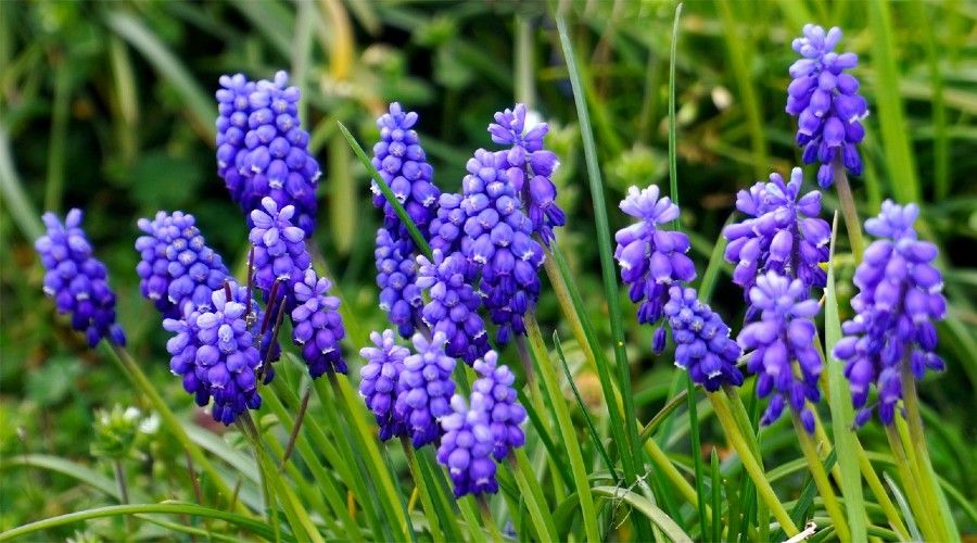 20 Of The Best Early Spring Flowers You Need To Plant