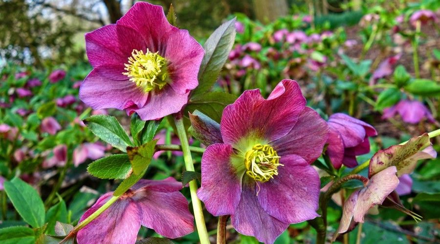 20 Of The Best Early Spring Flowers You Need To Plant