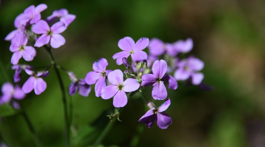 20 Of The Best Early Spring Flowers You Need To Plant