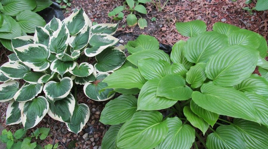 two different hostas in a garden surrounded by stones