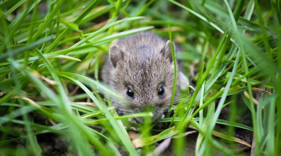 small wild mouse in a patch of grass