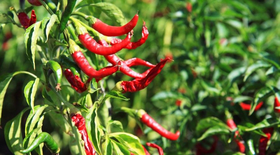 hot pepper plants
