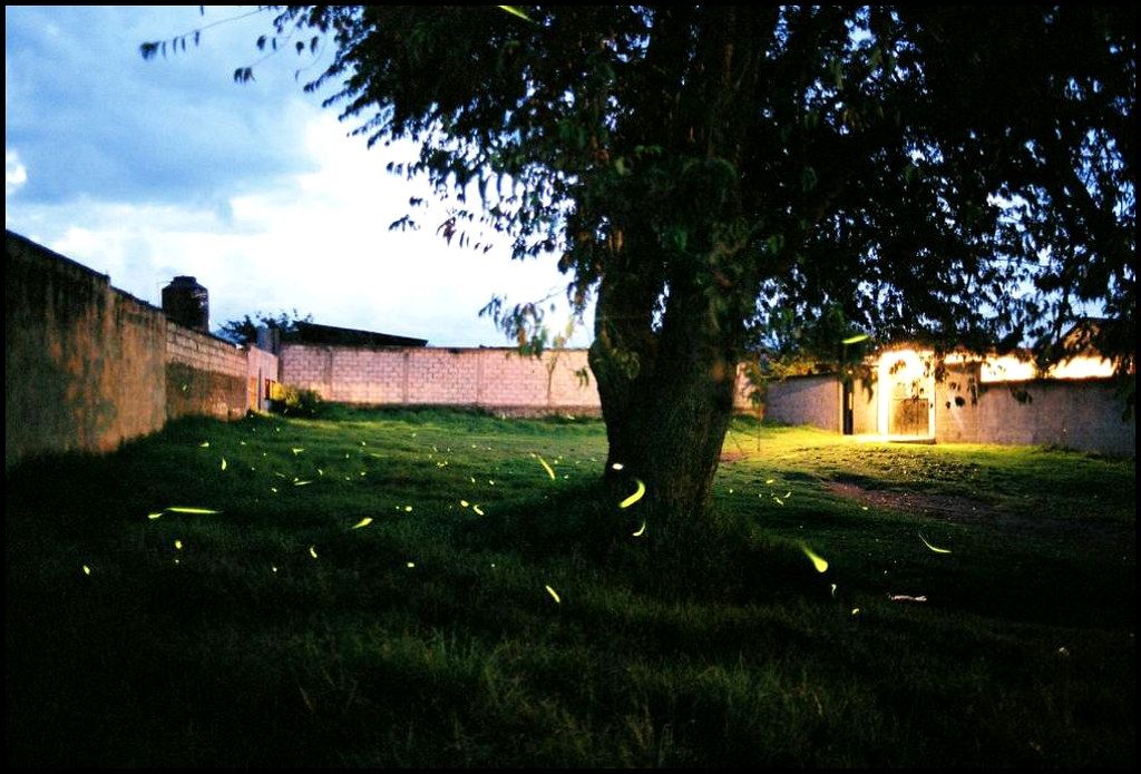 Fireflies in yard at dusk 