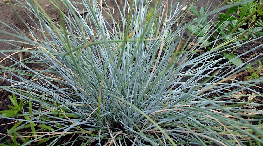 14 Ornamental Grasses To Add To Your Garden