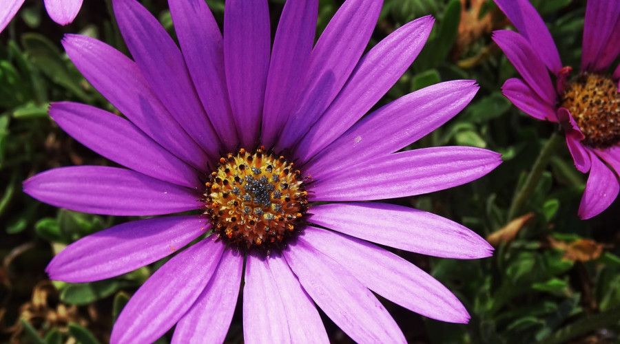 African daisy up close
