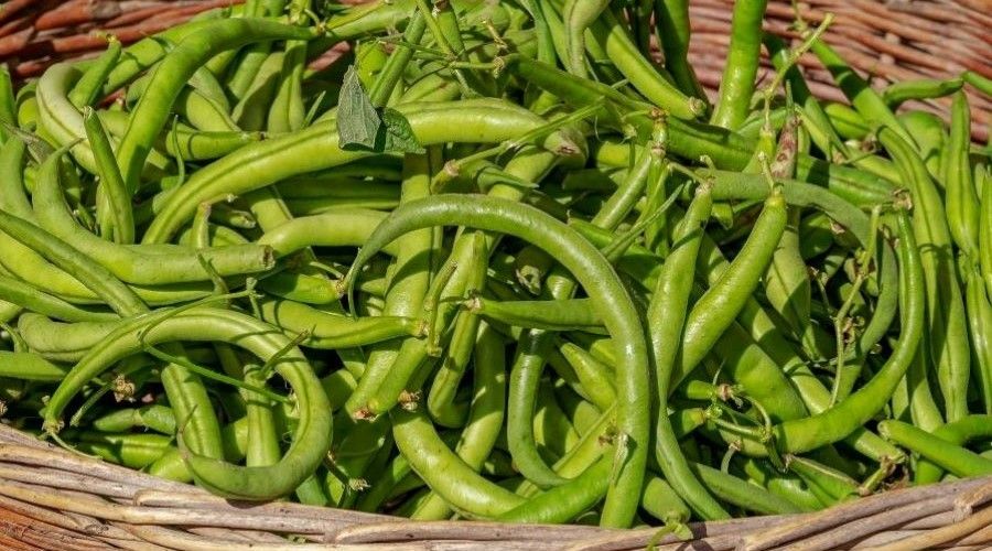 Basket of green beans