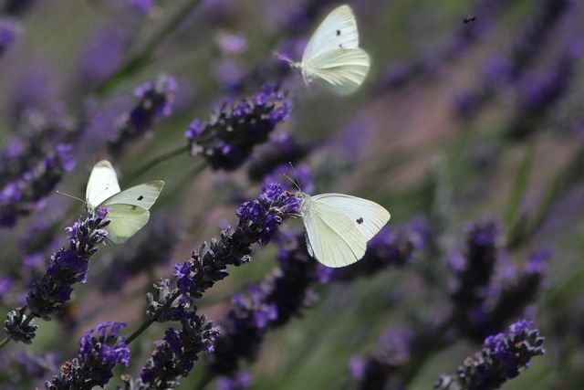 White Butterflies Pollinating Lavender