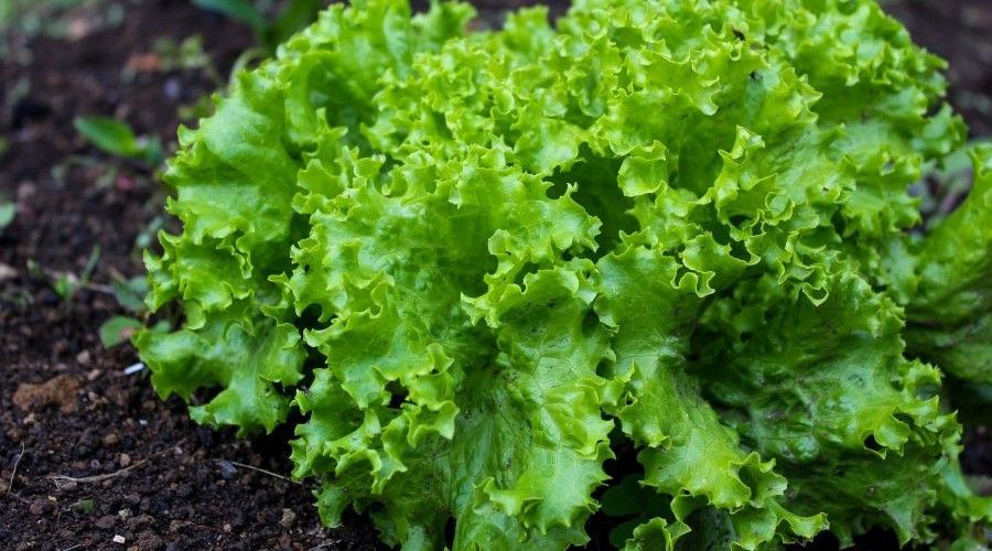Green lettuce in dirt