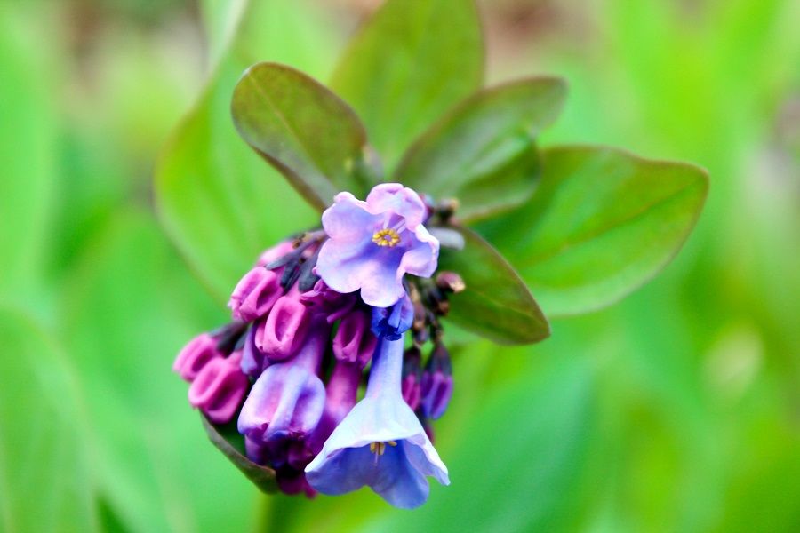 Virginia Bluebell Flower 