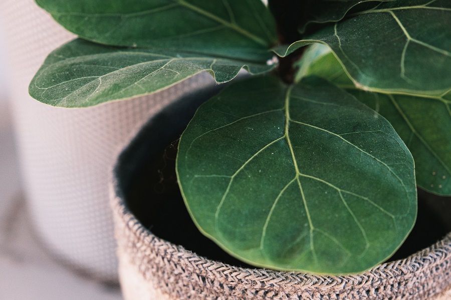 Fiddle Leaf Fig In Decorative Pot