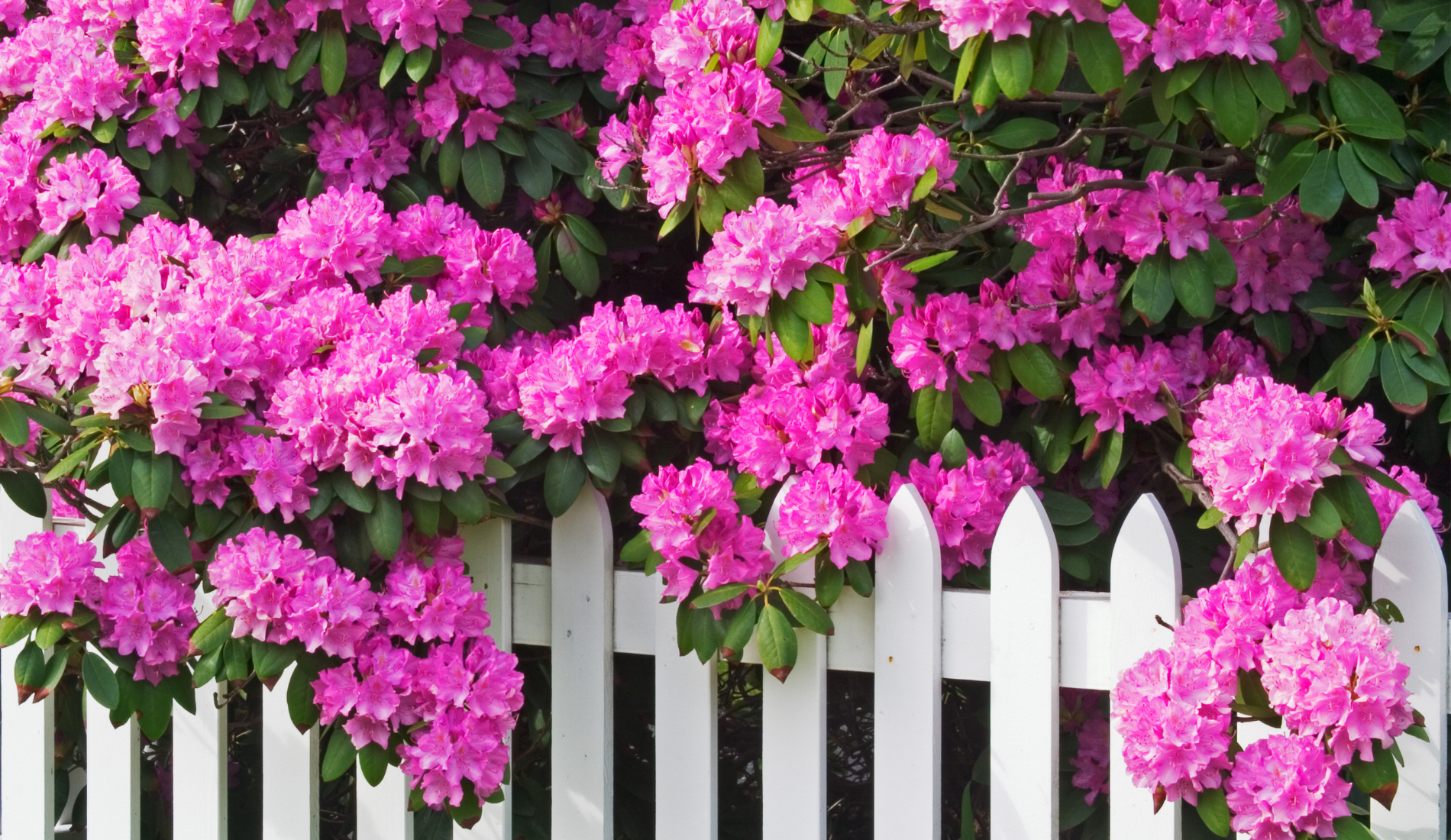 Rhododendrons and white fence