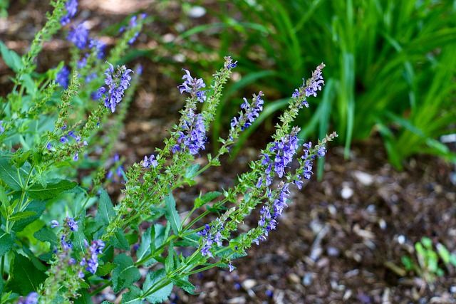 Purple Salvia Plant