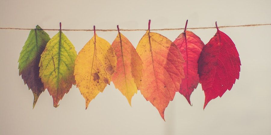 Different coloured leaves hanging on a line 