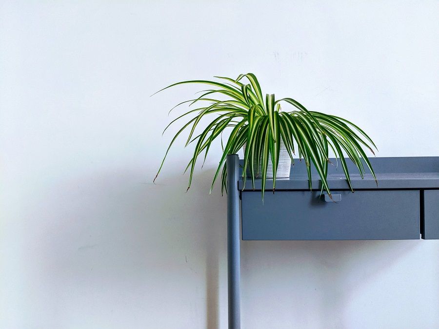 Spider plant on a desk