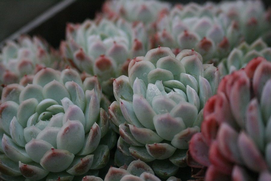Succulents in Soilless Potting Mix
