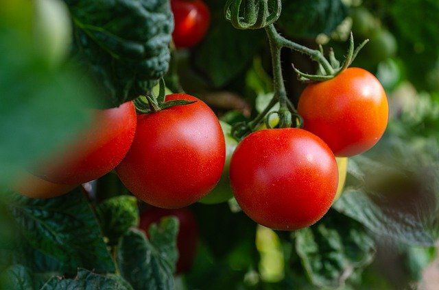 Ripe Tomatoes on Vine