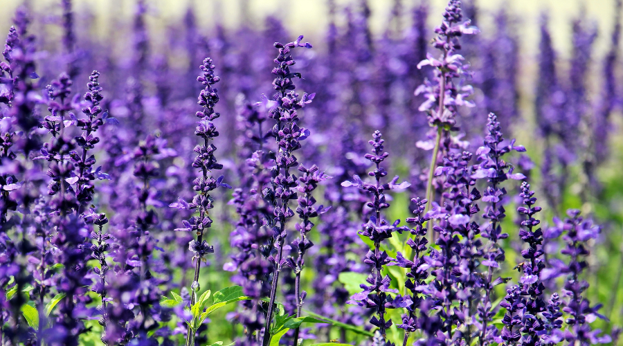 Field of Lavender Flowers
