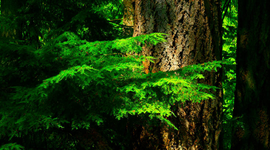 Pacific Northwest forest and Western hemlock tree