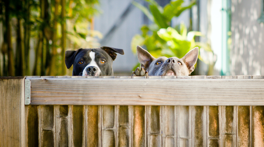 How To PetProof Your Lawn