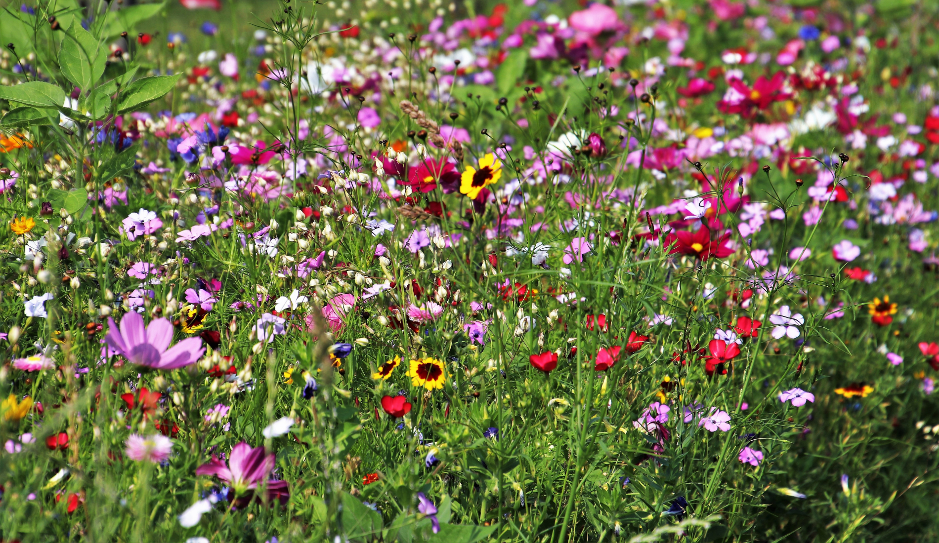 Wildflowers in the Meadow