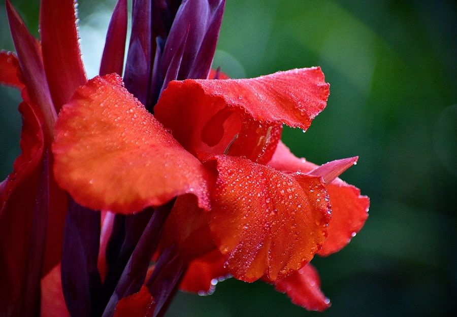 Wet Canna Lilies