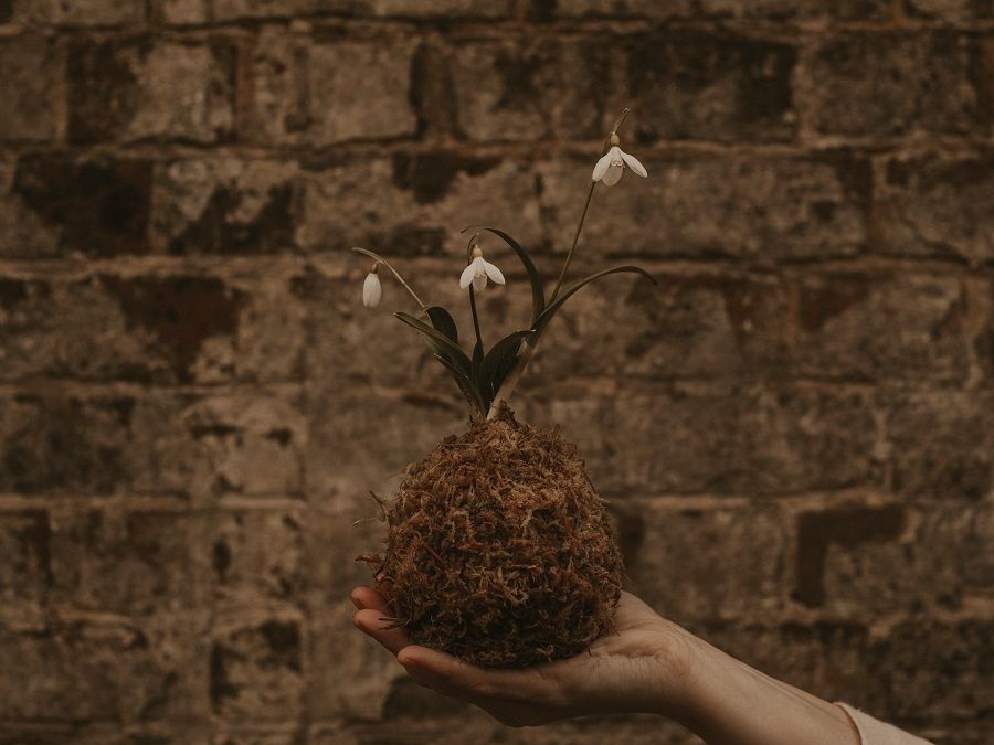 Woman Holding Orchid Plant Bulb