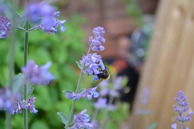 blue catmint plant with bee
