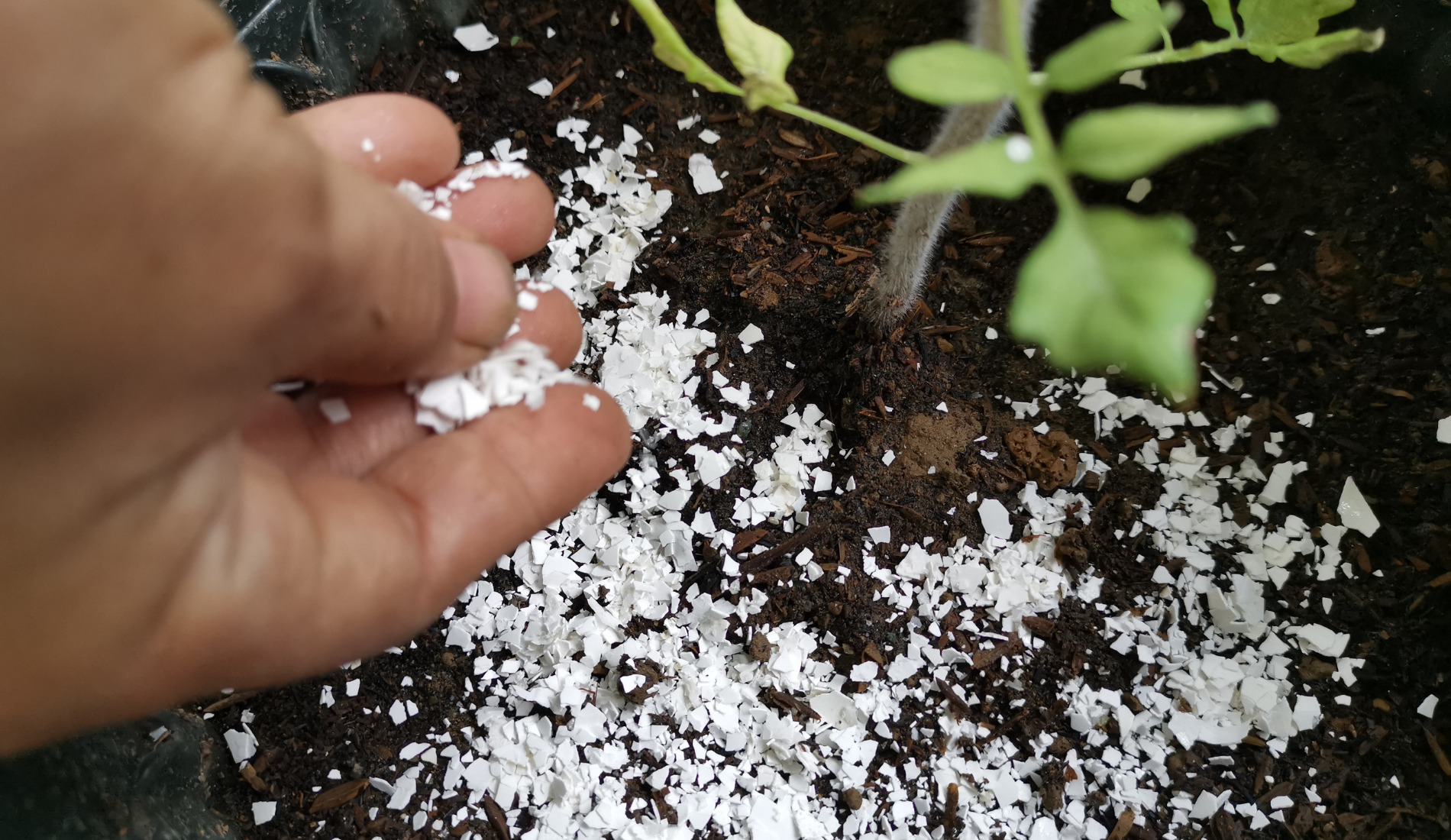 hand spreading eggshell fertilizer