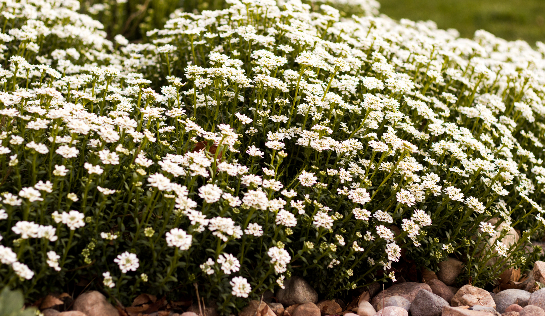 flowering ground cover