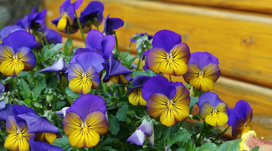 variegated purple and yellow pansies