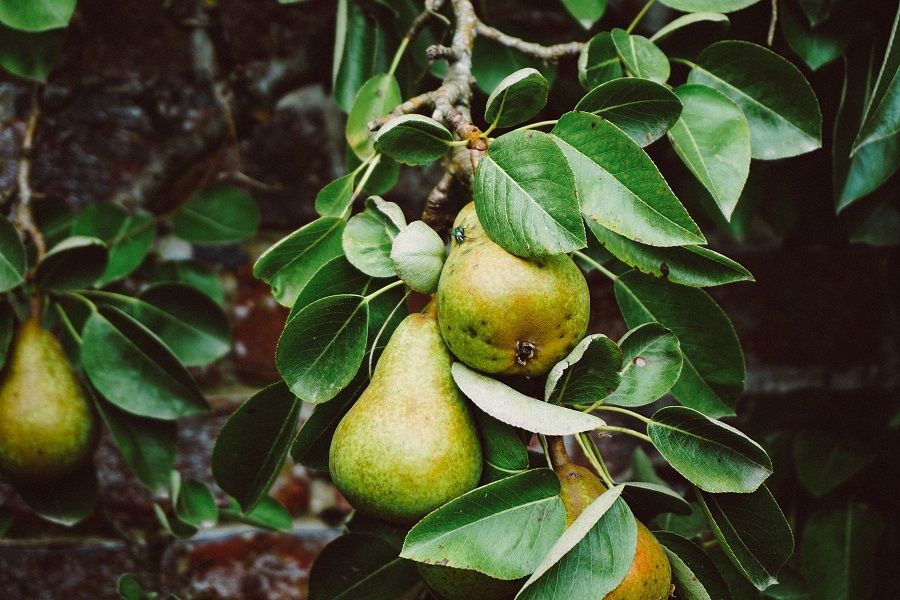 pears growing on a pear tree