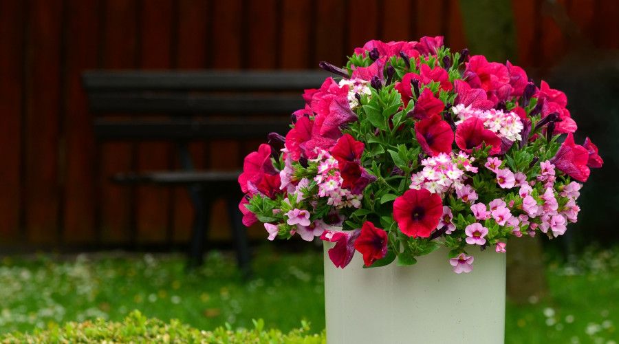 red and pink petunias in a pot
