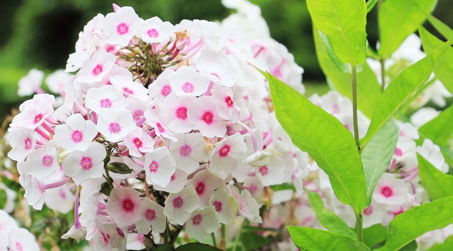 white and pink phlox