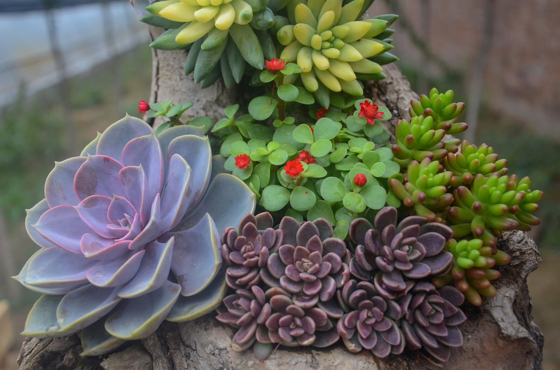 outdoor succulent planter idea