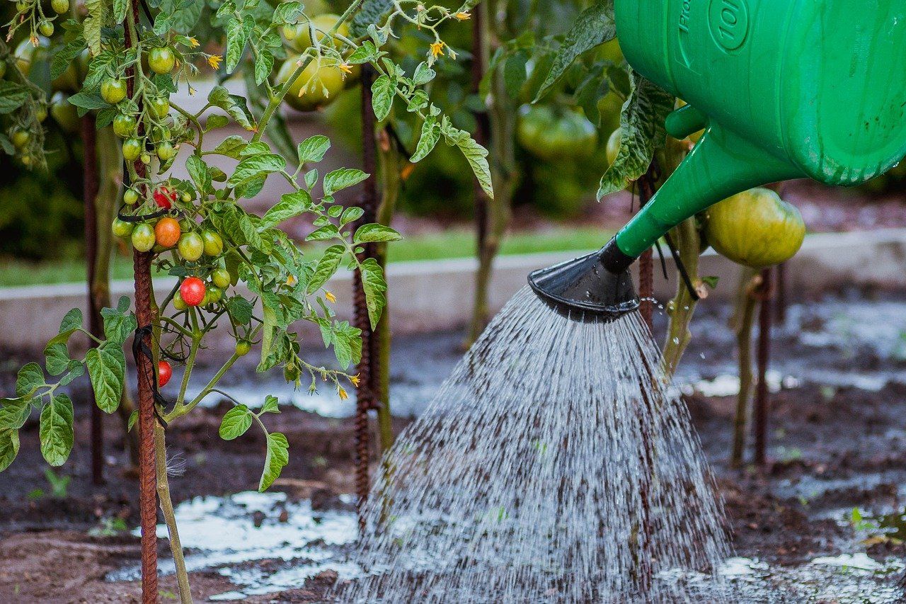 Watering Can Watering Tomatoes 