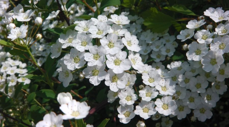 small white flower blossoms, Bridal Wreath