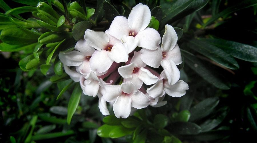 large white flowers with pink centers, daphne shrub