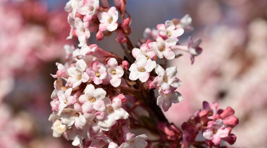 small pink and white flowers, korean spice viburnum