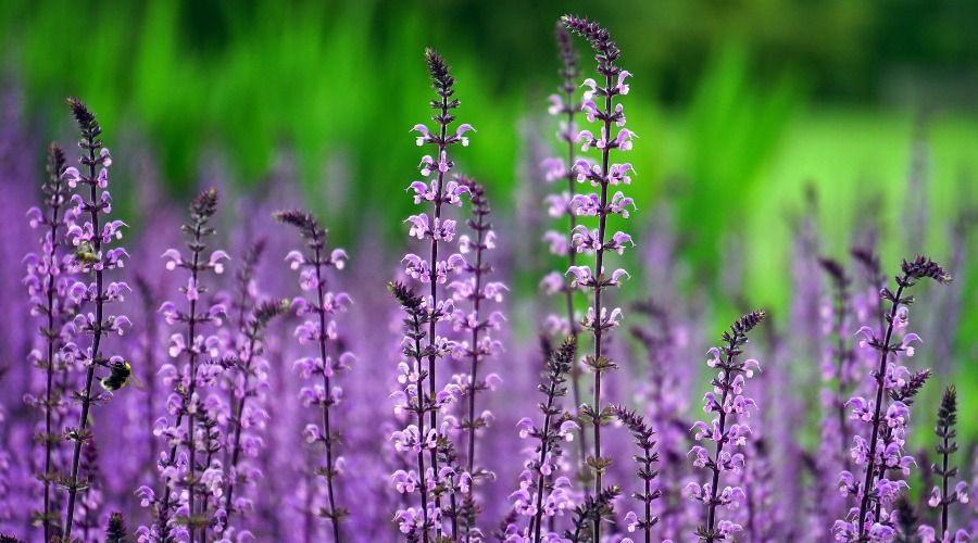 small purple flower stalks, lilac, larkspur