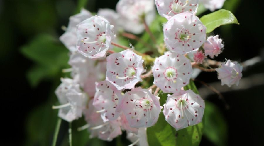 pink and white hexagon buds, mountain laurel