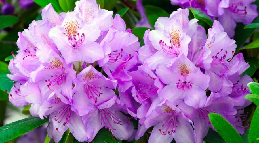 large pink blossoms, rhododendron