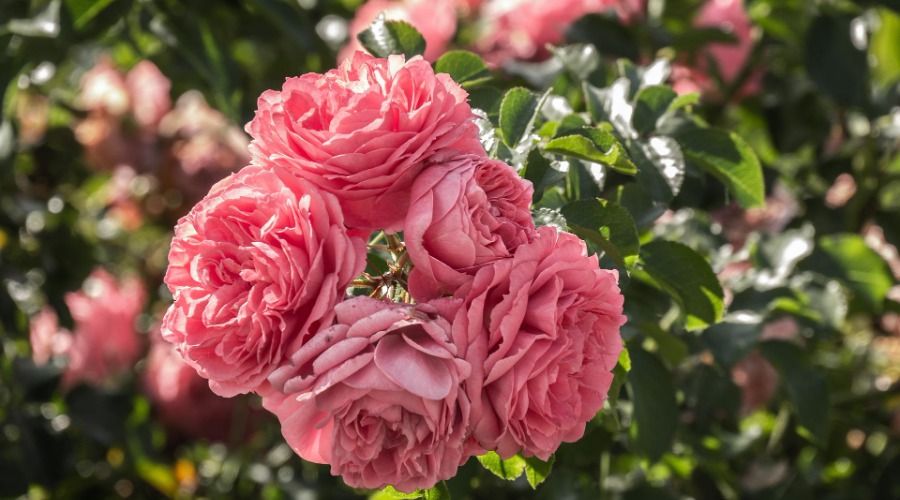 large pink flowers, roses