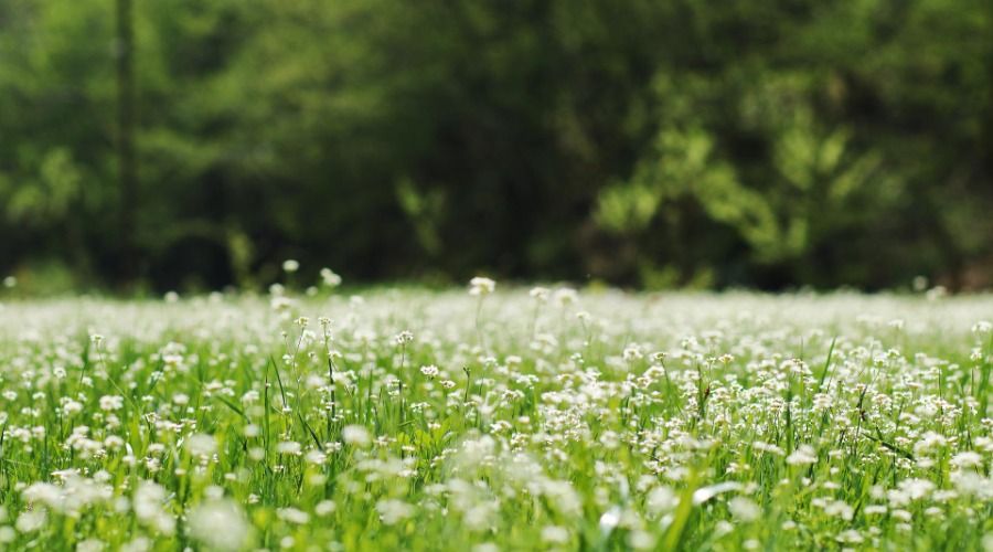 A green field of tiny white flowers